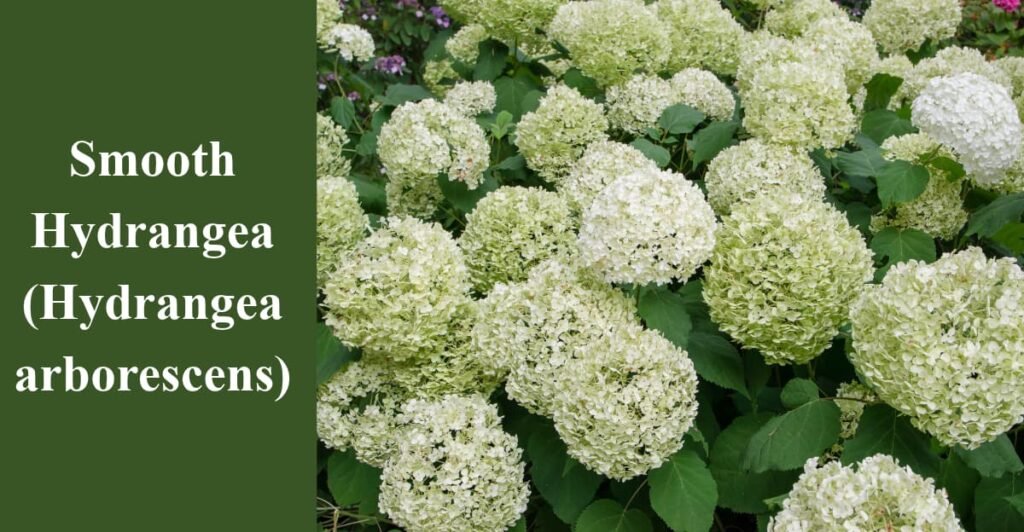 Smooth Hydrangea (Hydrangea arborescens)