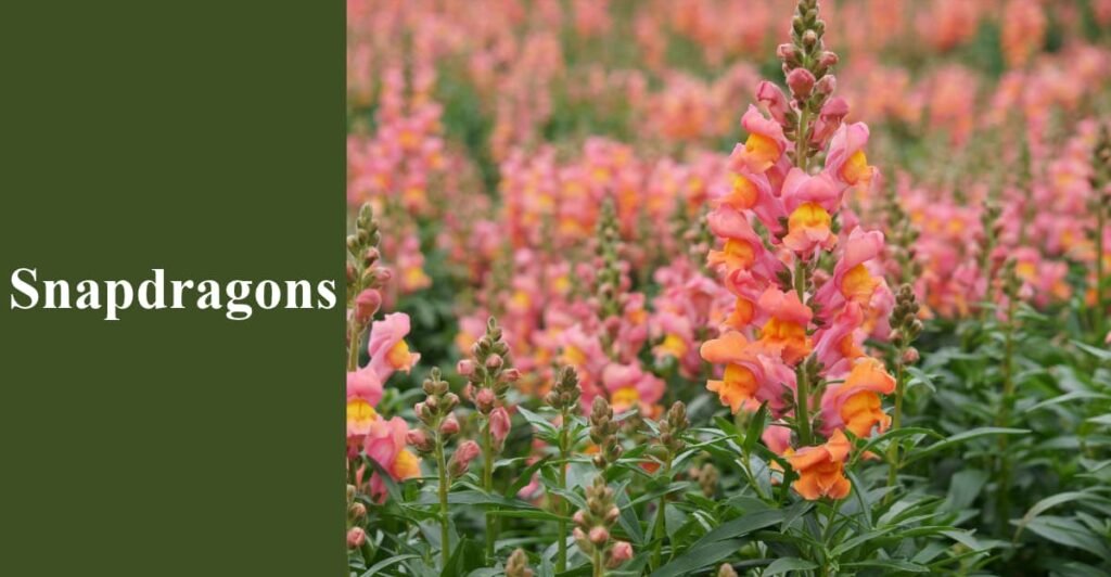 Snapdragons