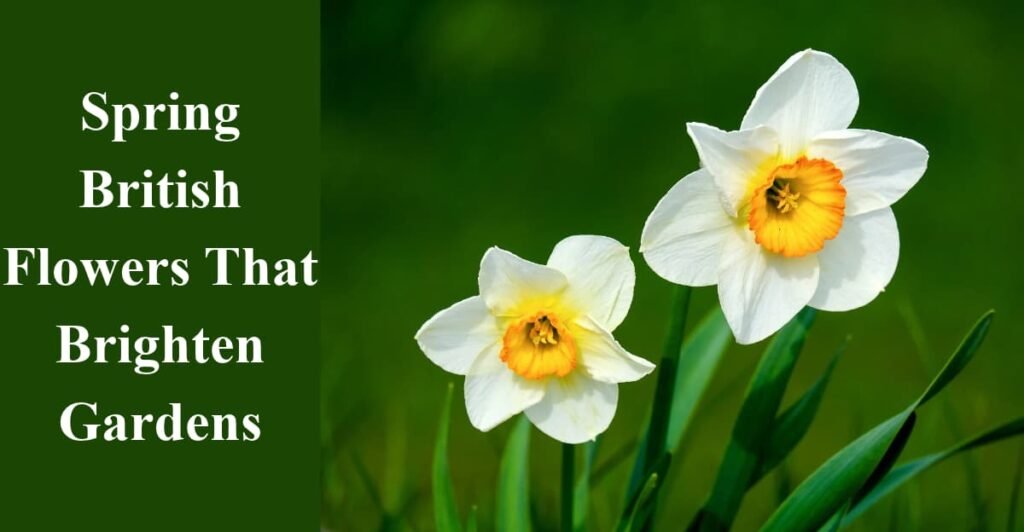 Spring British Flowers That Brighten Gardens