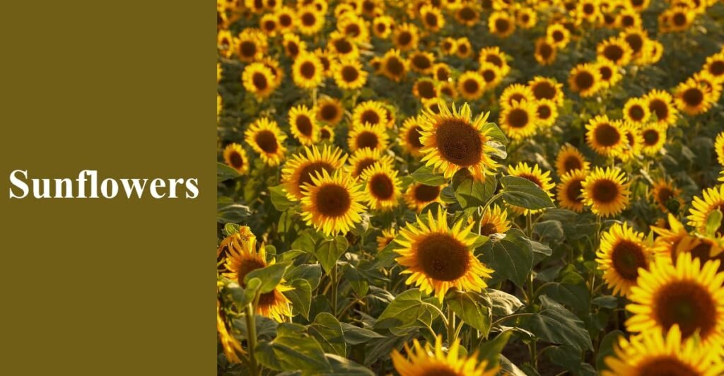 Sunflowers
