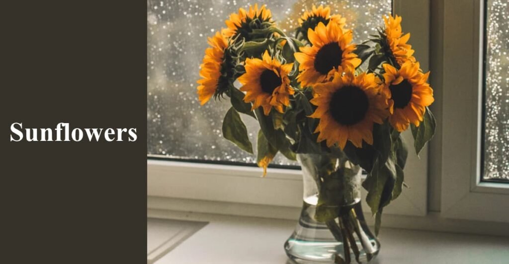 Sunflowers