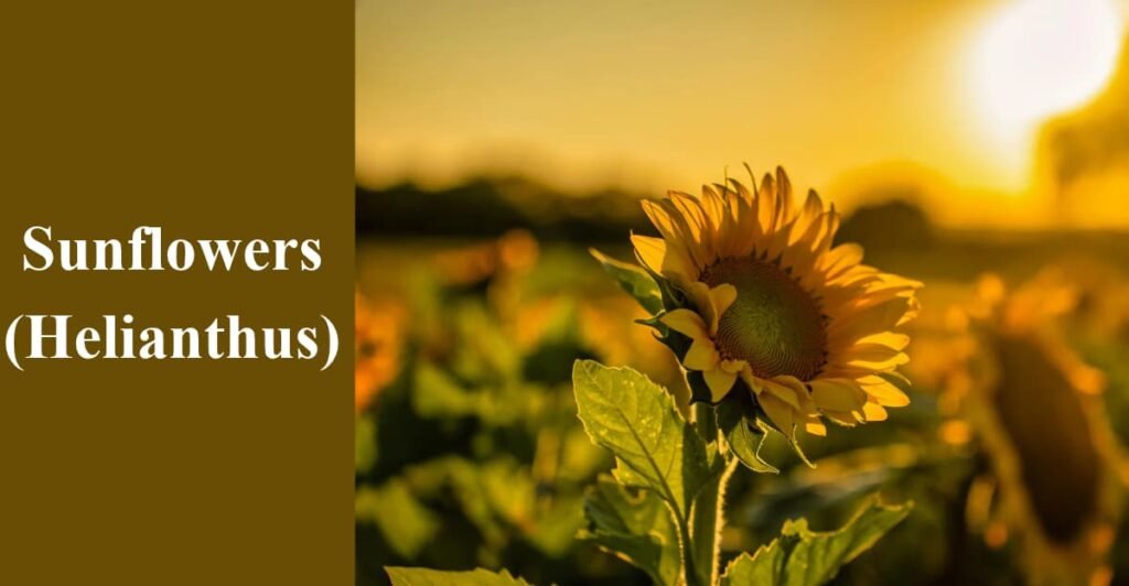 Sunflowers (Helianthus)