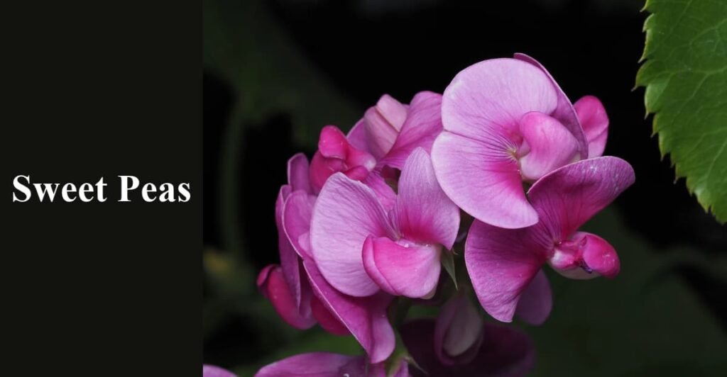 Sweet Peas