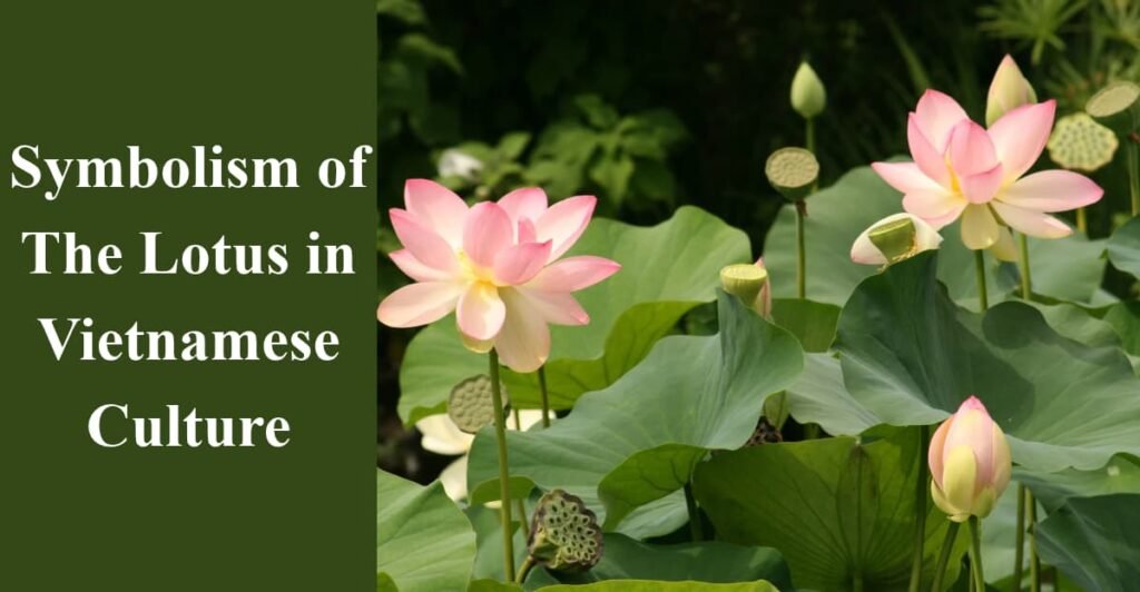 Symbolism of The Lotus in Vietnamese Culture