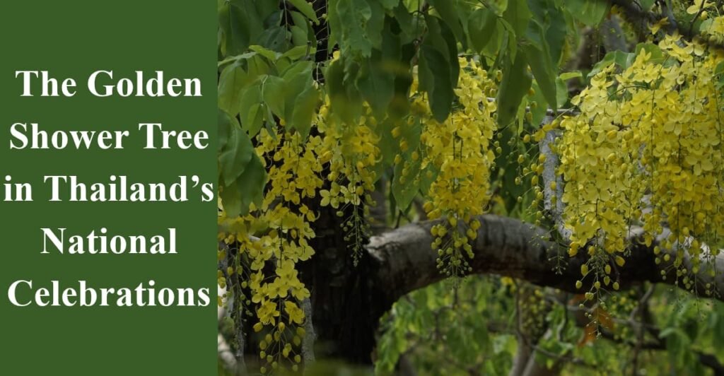 The Golden Shower Tree in Thailand’s National Celebrations