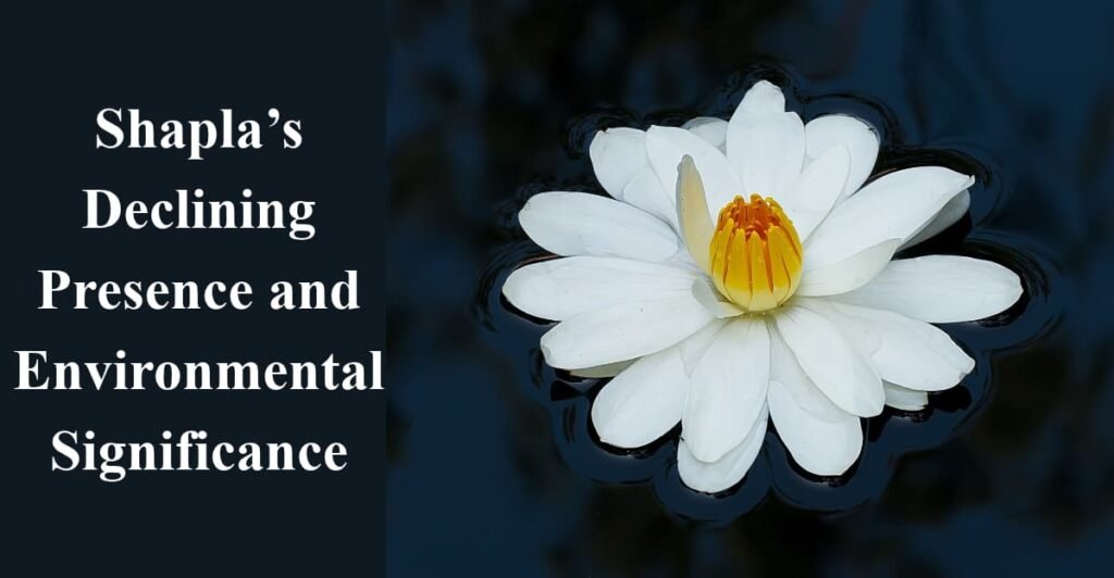 Shapla’s Declining Presence and Environmental Significance