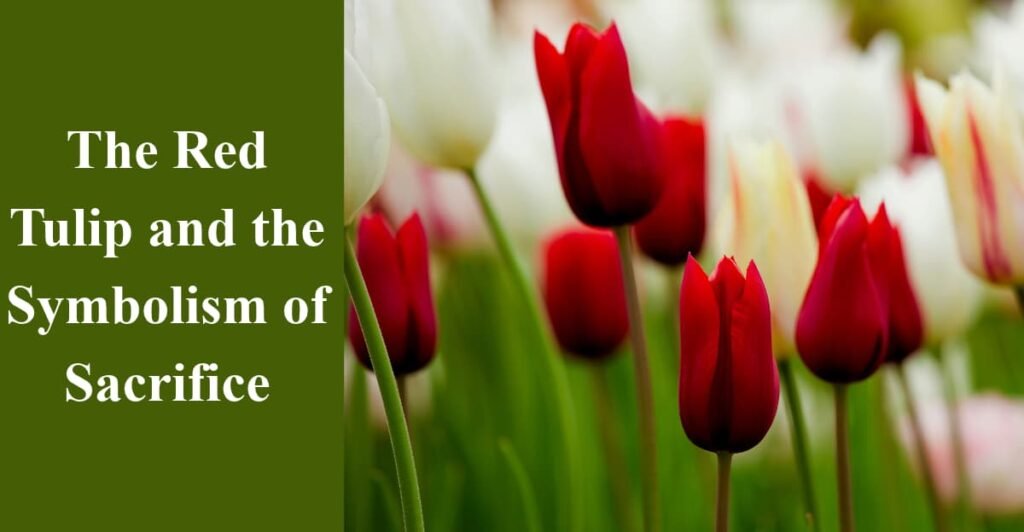 The Red Tulip and the Symbolism of Sacrifice