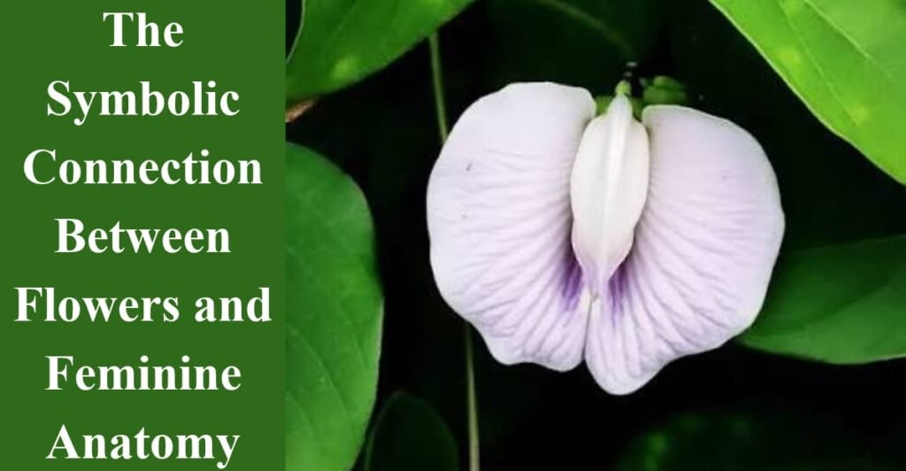 The Symbolic Connection Between Flowers and Feminine Anatomy