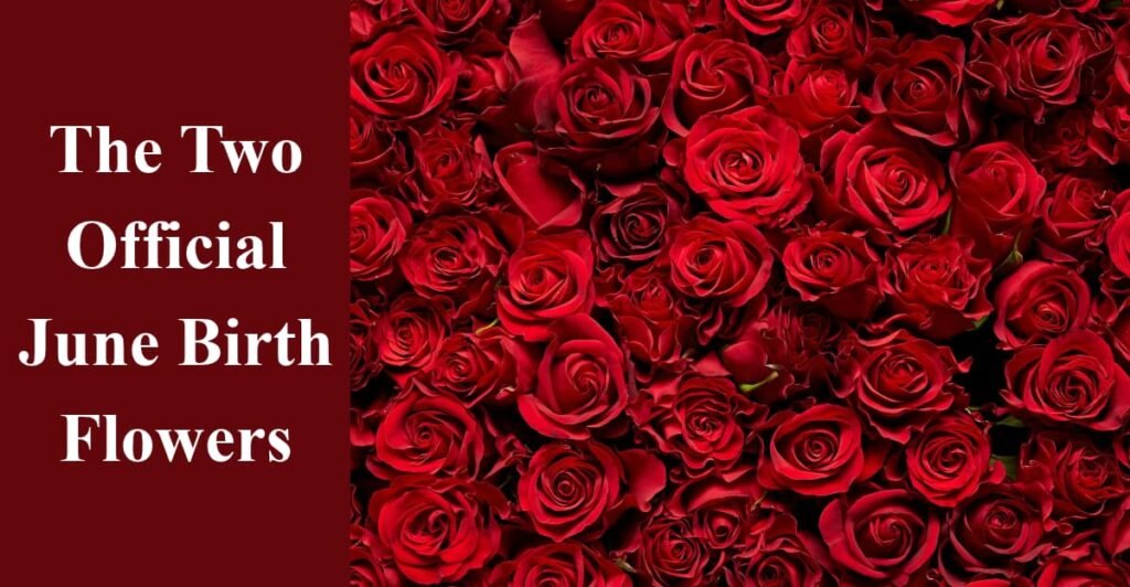 The Two Official June Birth Flowers