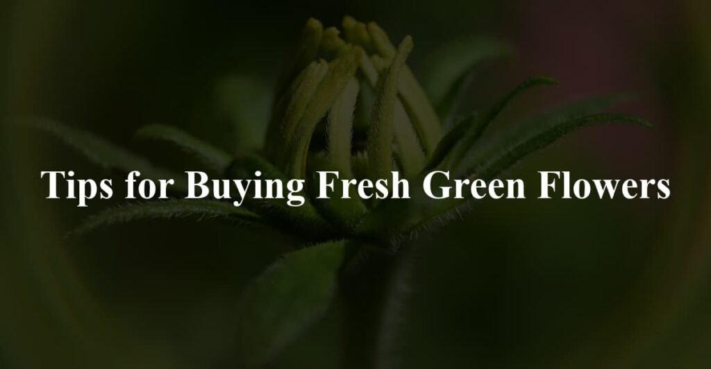 Tips for Buying Fresh Green Flowers