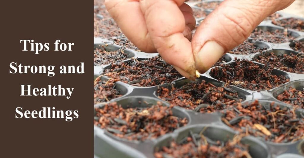 Tips for Strong and Healthy Seedlings