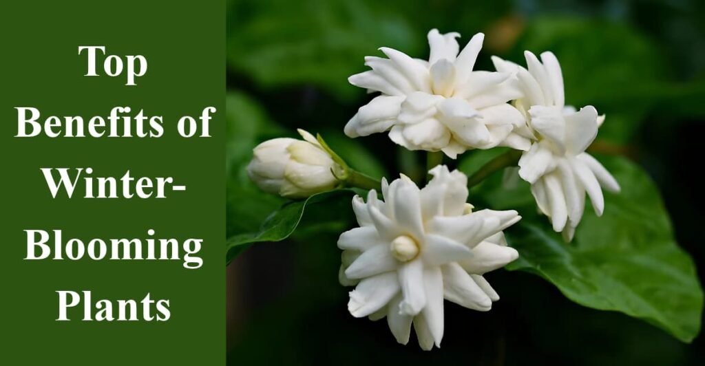 Top Benefits of Winter-Blooming Plants