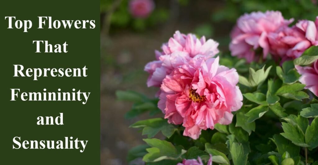 Top Flowers That Represent Femininity and Sensuality