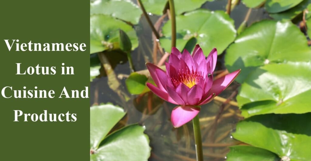 Vietnamese Lotus in Cuisine And Products