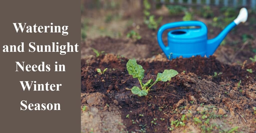 Watering and Sunlight Needs in Winter Season