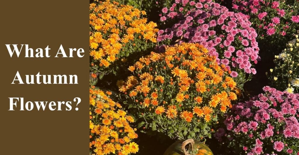 What Are Autumn Flowers?