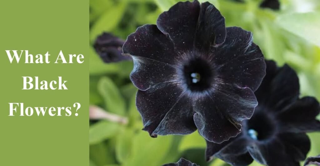 What Are Black Flowers?