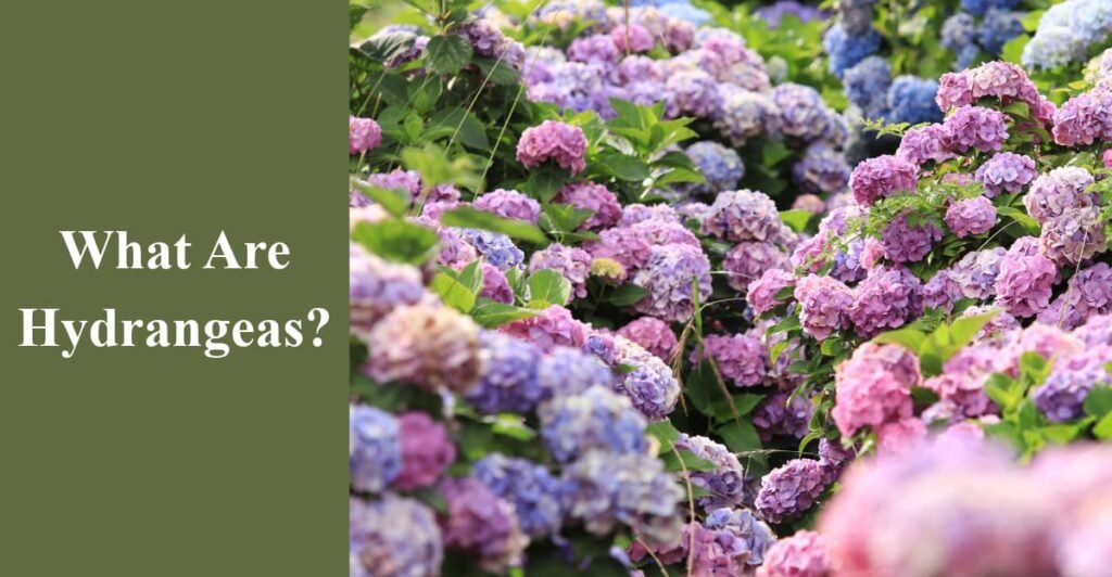 What Are Hydrangeas?