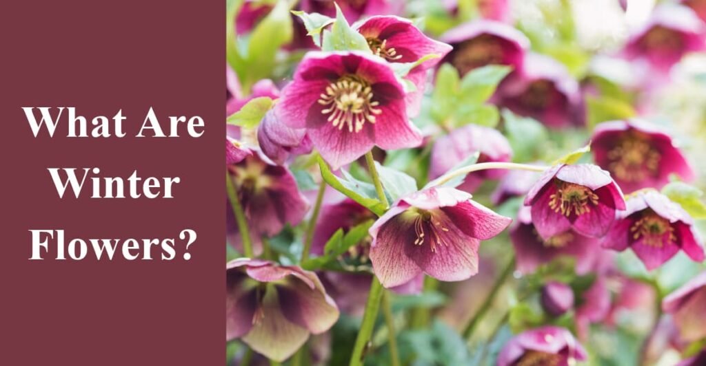 What Are Winter Flowers?