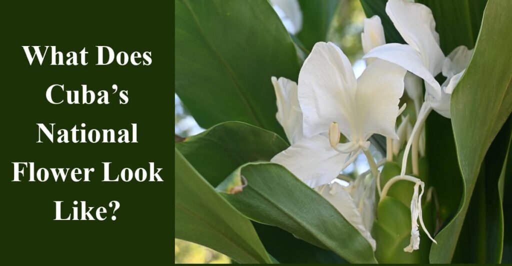 What Does Cuba’s National Flower Look Like?