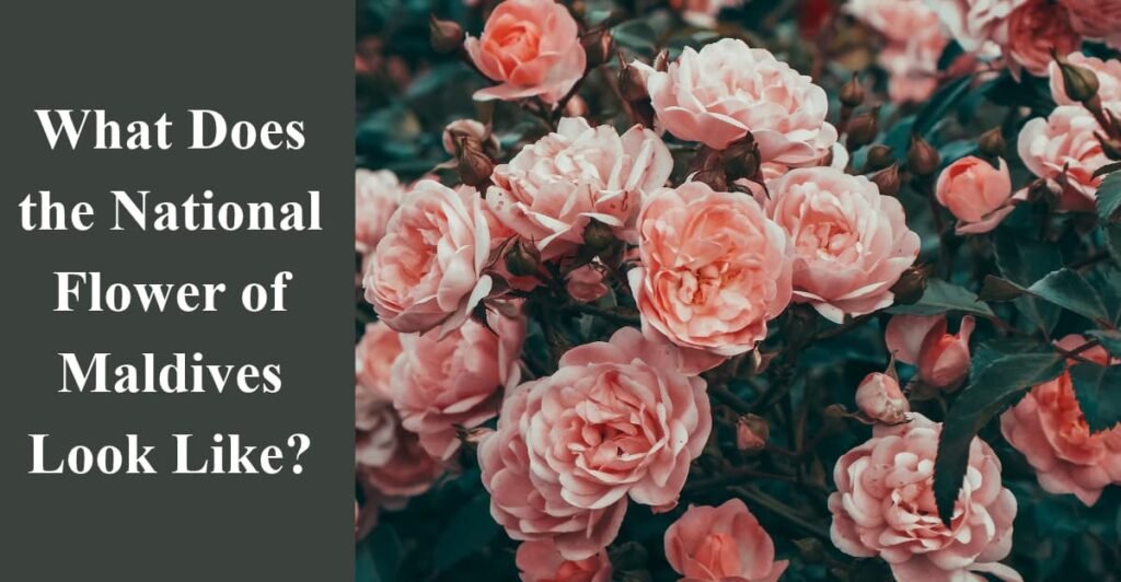 What Does the National Flower of Maldives Look Like?