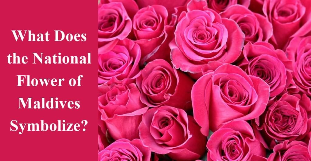 What Does the National Flower of Maldives Symbolize?
