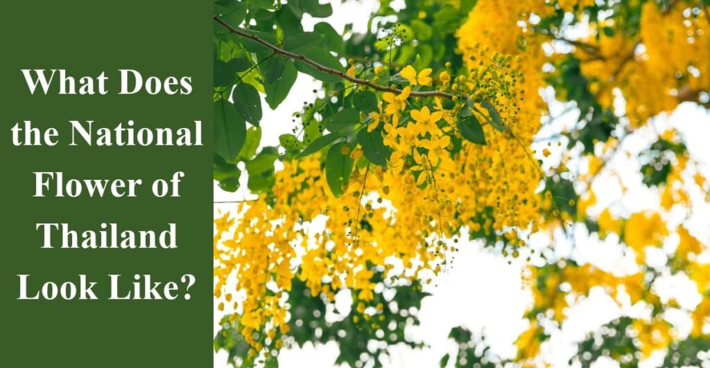 What Does the National Flower of Thailand Look Like?
