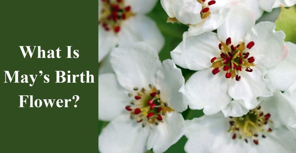 What Is May’s Birth Flower?