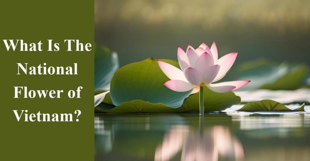 What Is The National Flower of Vietnam?