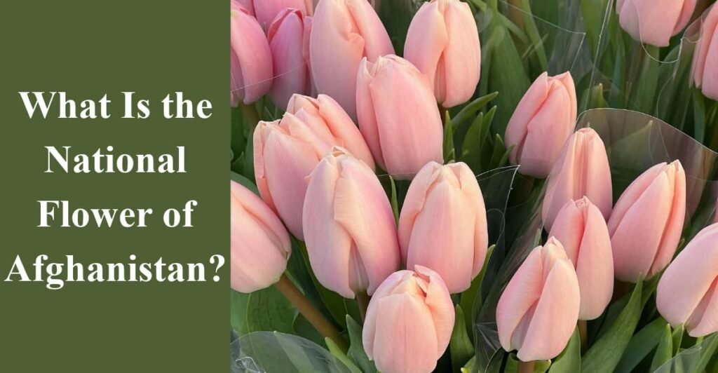 What Is the National Flower of Afghanistan?