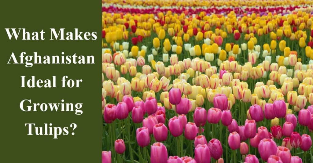 What Makes Afghanistan Ideal for Growing Tulips?