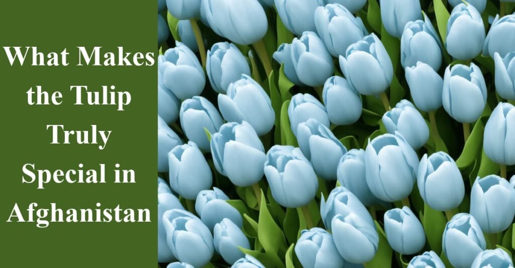 What Makes the Tulip Truly Special in Afghanistan