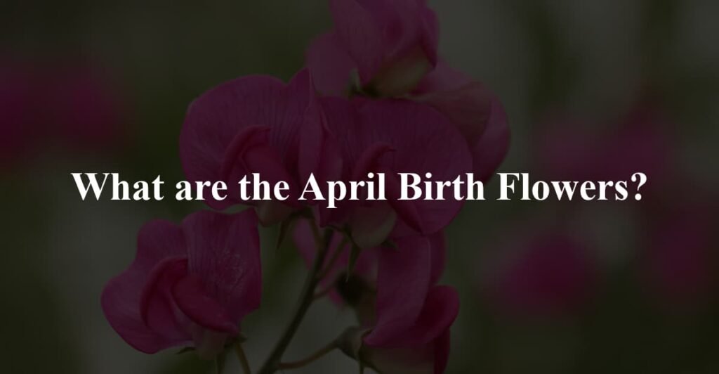 What are the April Birth Flowers?