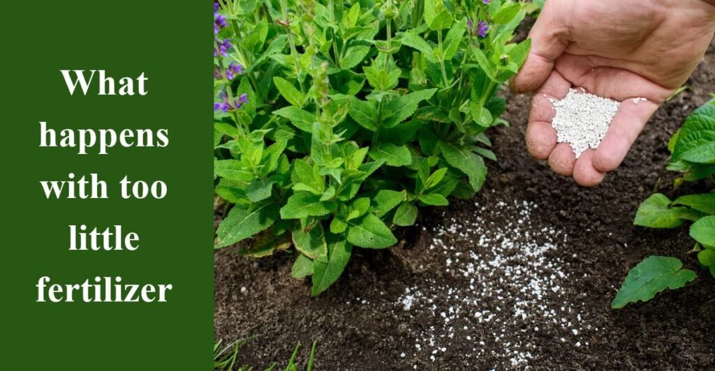 What happens with too little fertilizer