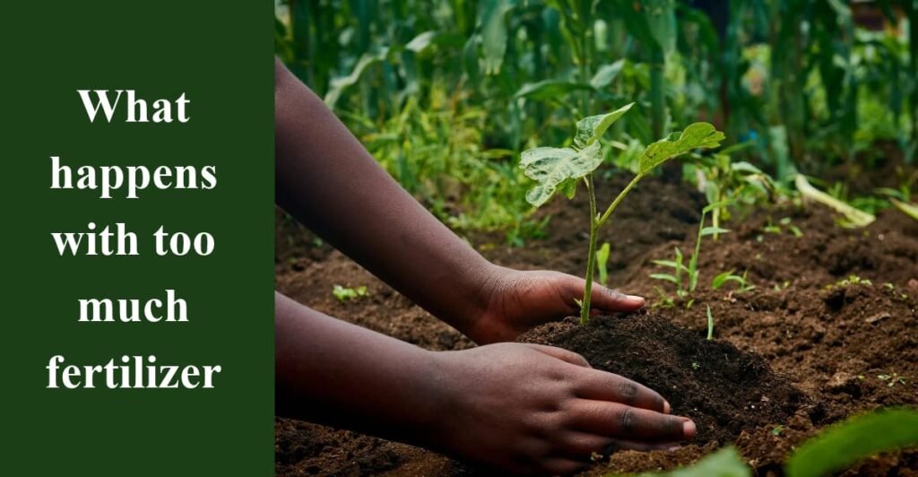 What happens with too much fertilizer