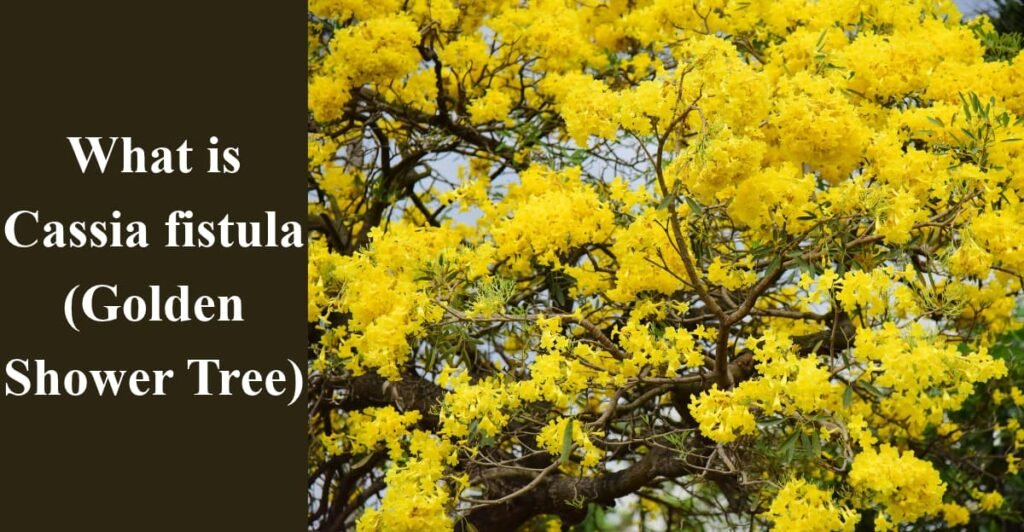 What is Cassia fistula (Golden Shower Tree)