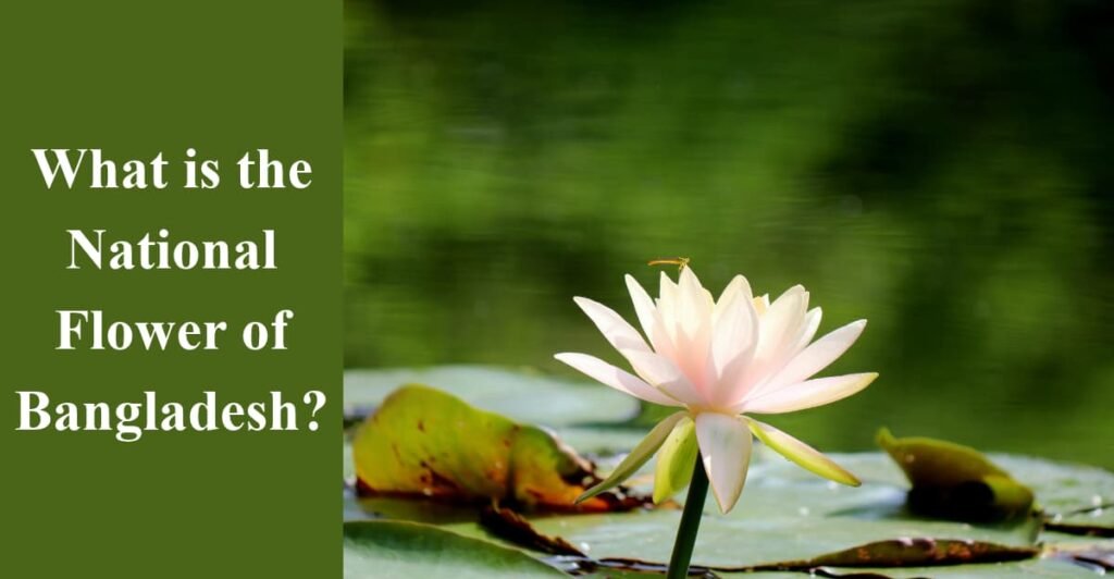 What is the National Flower of Bangladesh?