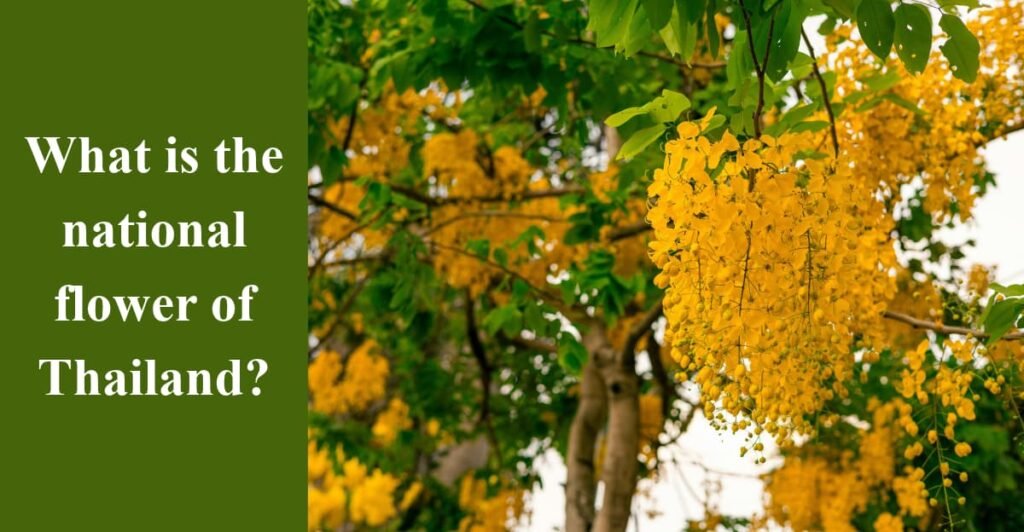 What is the national flower of Thailand?