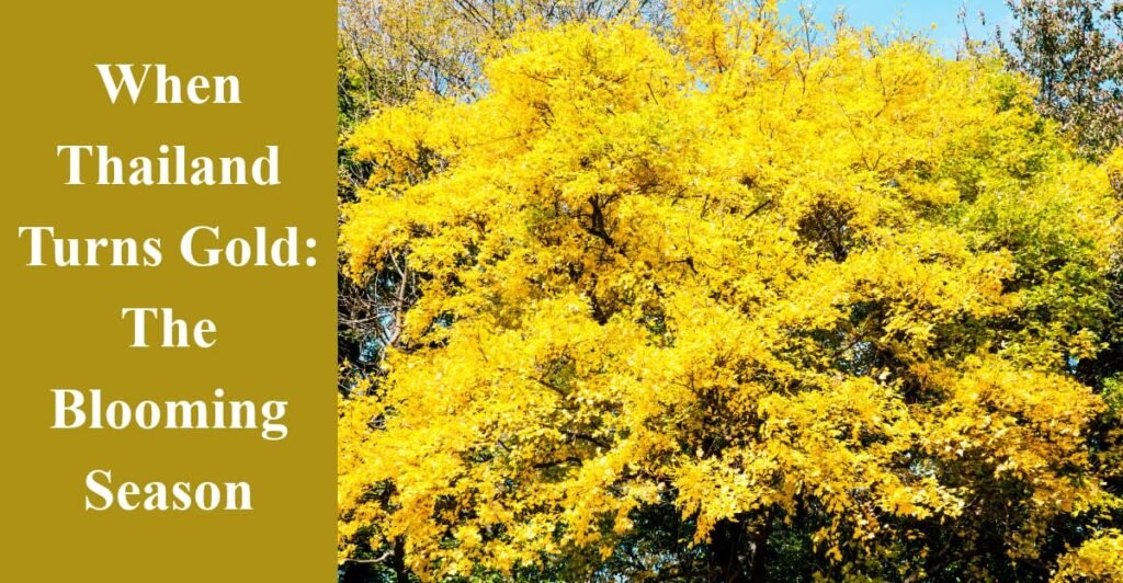 When Thailand Turns Gold: The Blooming Season