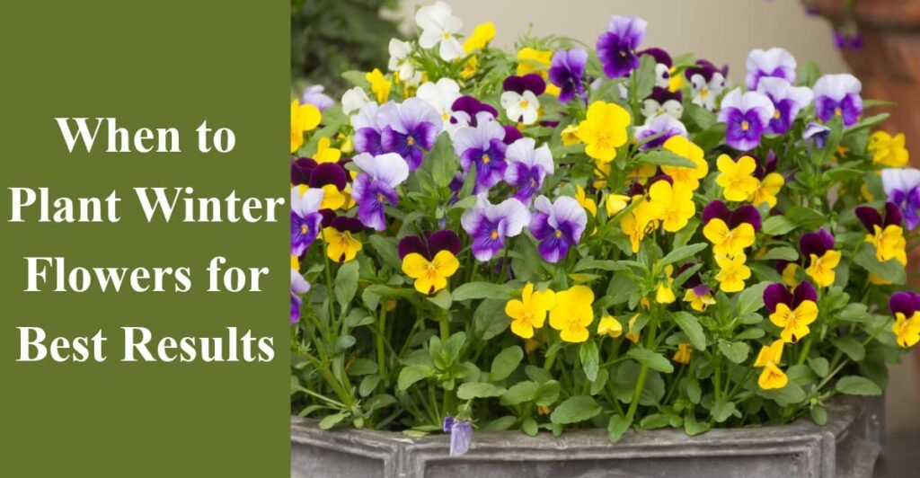 When to Plant Winter Flowers for Best Results