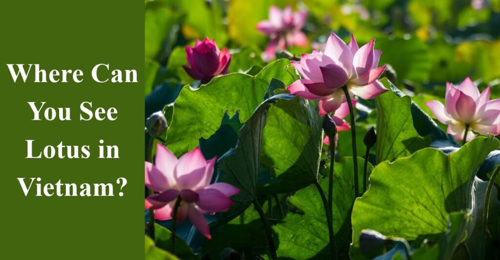 Where Can You See Lotus in Vietnam?