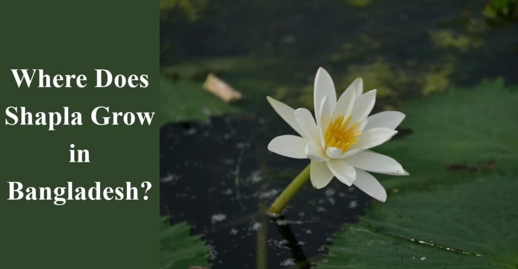 Where Does Shapla Grow in Bangladesh?