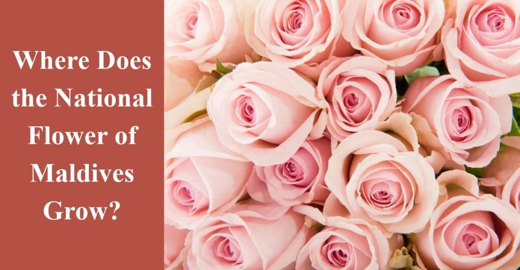 Where Does the National Flower of Maldives Grow?