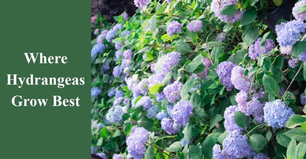 Where Hydrangeas Grow Best