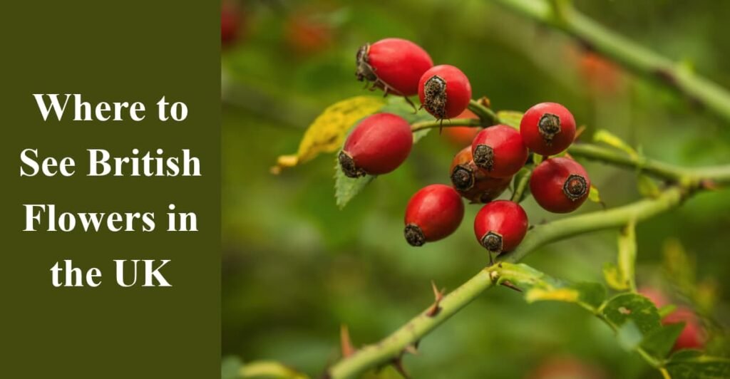 Where to See British Flowers in the UK