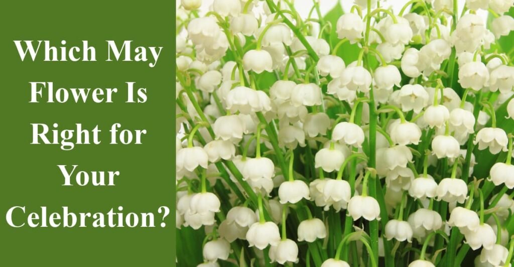 Which May Flower Is Right for Your Celebration?