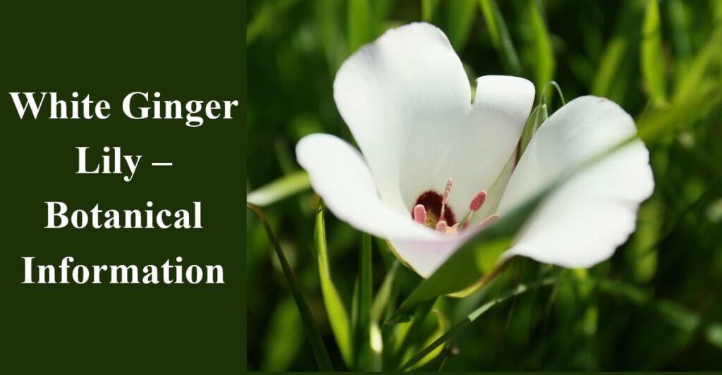 White Ginger Lily – Botanical Information