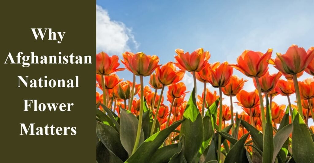 Why Afghanistan National Flower Matters