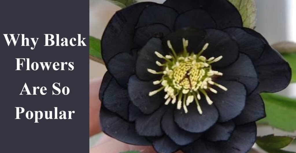 Why Black Flowers Are So Popular