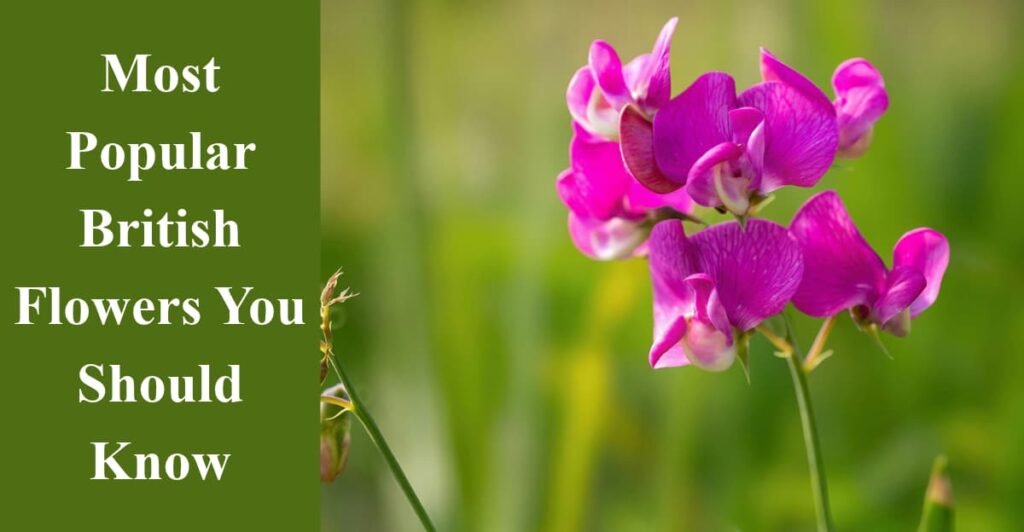 Most Popular British Flowers You Should Know